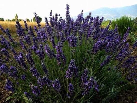 Lavandeto ai piedi di Assisi         Lavanda Hidcote blu (BLU) lorena fastellini lorena fastellini