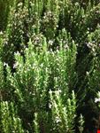 assisi rosmarino fiore rose e molto profumato