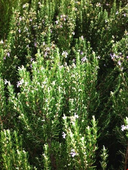 Lavandeto ai piedi di Assisi         Rosmarino fiore rose e molto profumato lorena fastellini lorena fastellini