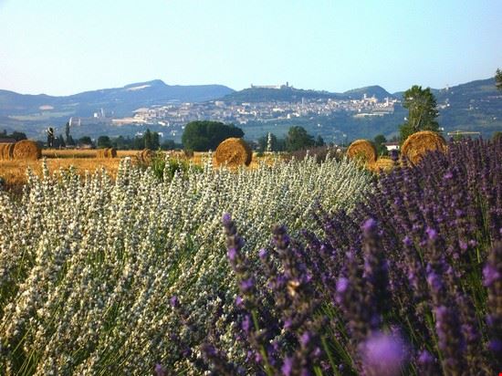 Lavandeto ai piedi di Assisi         Panorama Assisi e lavandeto di Castellnuovo di Assisi lorena fastellini lorena fastellini