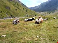 Mucche al pascolo in Val Thuras
