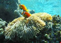L'acquario di Minitalia Leolandia Park