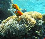 L'acquario di Minitalia Leolandia Park L'acquario di Minitalia Leolandia Park