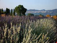 perugia campi con tante varieta  di lavanda
