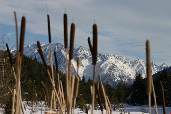  Interessanti spunti naturalistici a lato della pista di fondo di Pian di Gembro, che corre in una Riserva naturale regionale tra le più stupefacenti della Lombardia, poco a nord di Aprica.
Qui alcuni esemplari di typha palustris si ergono davanti alle vette seghettate dell'Aviolo-Baitone (gruppo Adamello bresciano). Antonio Stefanini Antonio Stefanini