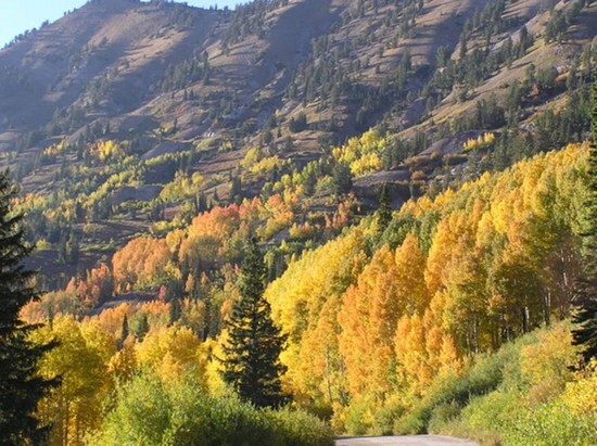 foliage d'autunno