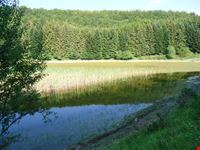 Foresta biogenetica Abetone