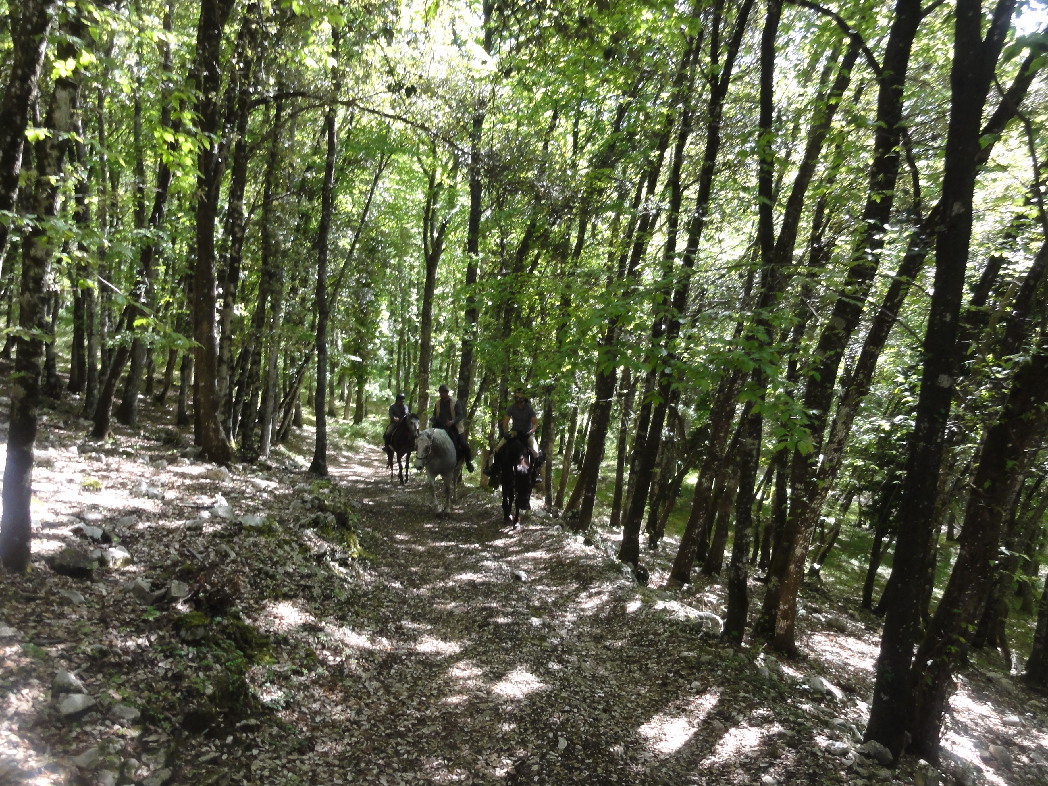 Passeggiata nei boschi