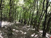 Passeggiata nei boschi