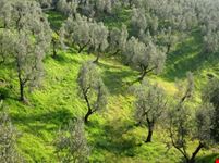 Assaggeremo l'eccellente olio d'oliva da diversi produttori