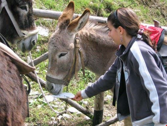 Trekking e Passeggiate con Asini e Muli - Gli asinelli sono il compagno ideale per le escursioni dei bambini. Innanzitutto, l'asino è un animale molto docile, sembra amare particolarmente il contatto con i bambini, ne comprende la naturale dolcezza e ama esserne coccolato e carezzato. L'asino è buffo e simpatico, mette allegria nella comitiva, cambia l'umore di gli stia vicino, aggrega e coinvolge. L'asino non giudica, non commenta, non indossa vestiti all'ultimo grido, non si dà arie, è umile ed amichevole, ma indipendente e deciso.  - roberto canali - roberto canali