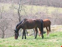 Cavallo al pascolo