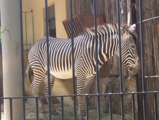 Bioparco - LAVINIA BERTI - LAVINIA BERTI