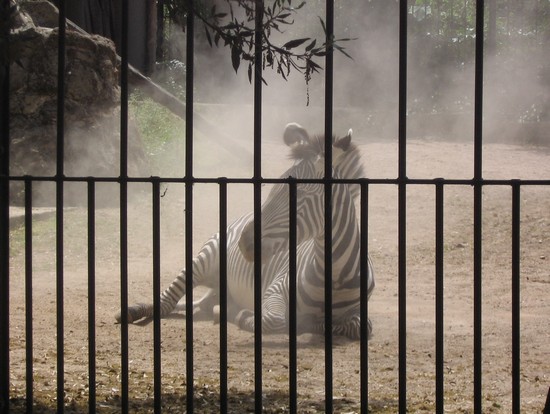 zebra