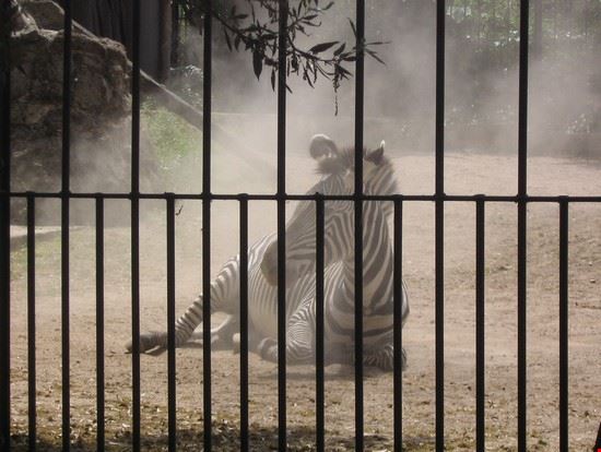 Bioparco Roma LAVINIA BERTI LAVINIA BERTI