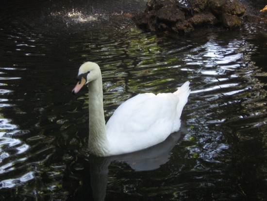 cigno