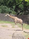 giraffa
