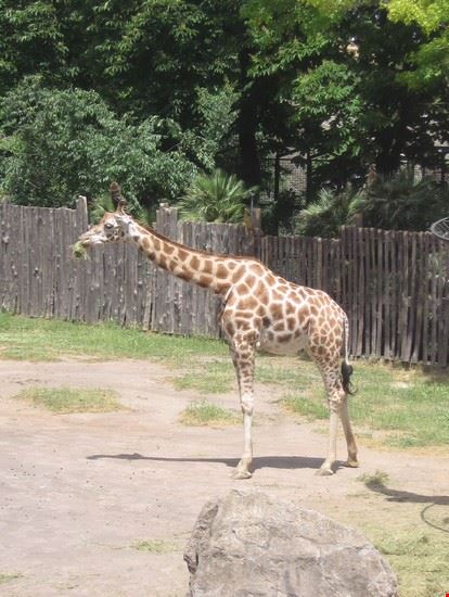 Bioparco Roma LAVINIA BERTI LAVINIA BERTI