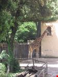 giraffa
