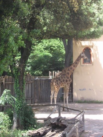 Bioparco Roma LAVINIA BERTI LAVINIA BERTI