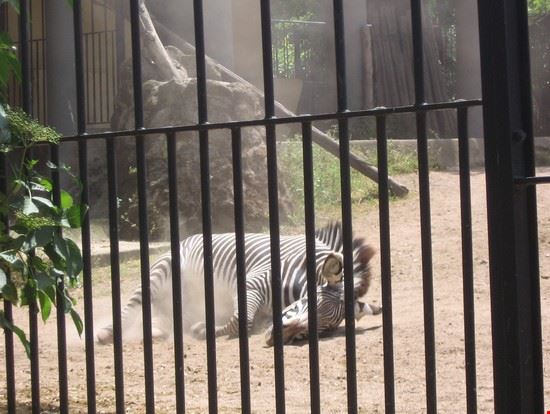 Bioparco Roma LAVINIA BERTI LAVINIA BERTI