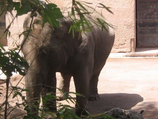 Bioparco Roma LAVINIA BERTI LAVINIA BERTI