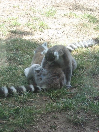 Bioparco Roma LAVINIA BERTI LAVINIA BERTI