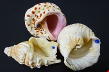 Glass shell