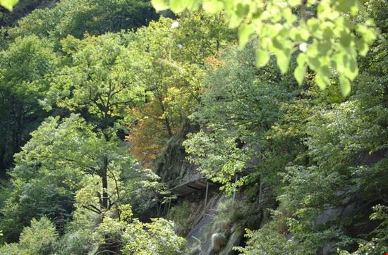 Parco Nazionale Val Grande seminascosto dalla vegetazione il ponticello in legno del sentiero nel parco della Val Grande alessandro bianchi alessandro bianchi