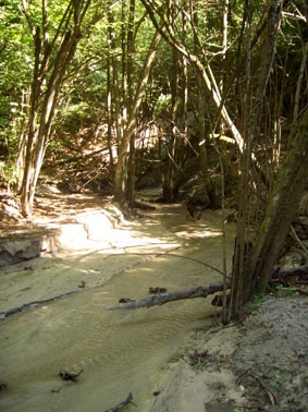 L'ambiente freschissimo e selvatico del rio