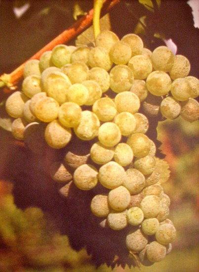 Un grappolo di Fiano