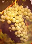 Un grappolo di Fiano