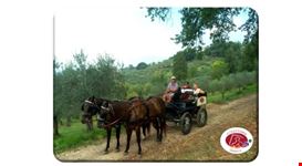 Montefalco