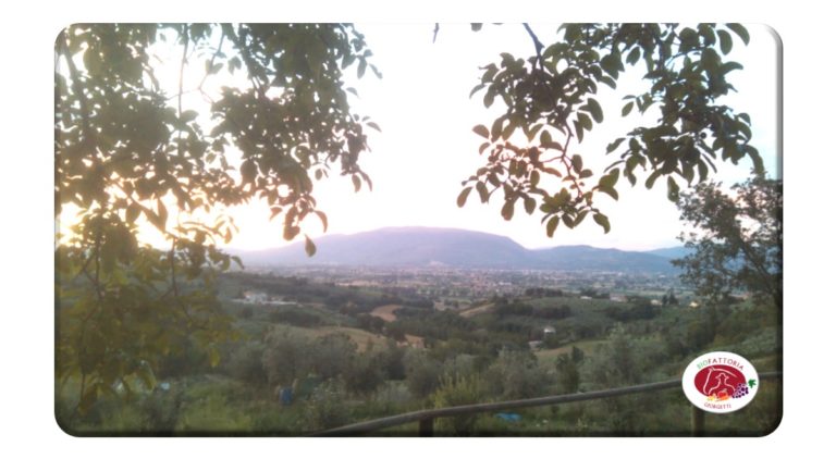Montefalco