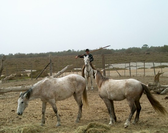 Cavalli al pascolo