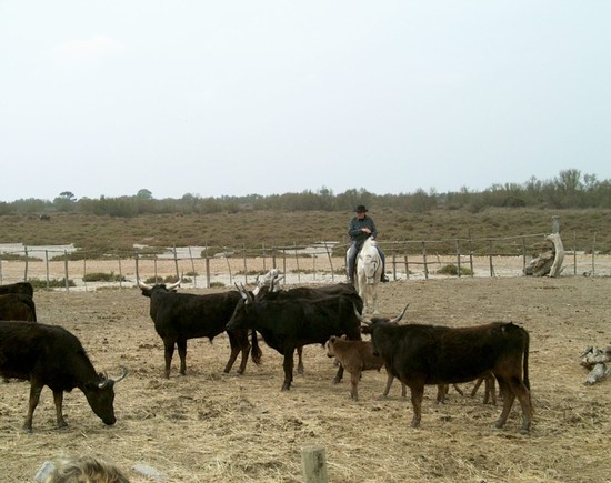 Tori della Camargue