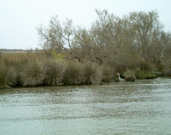 Fauna del Delta del Rodano
