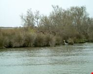 Fauna del Delta del Rodano