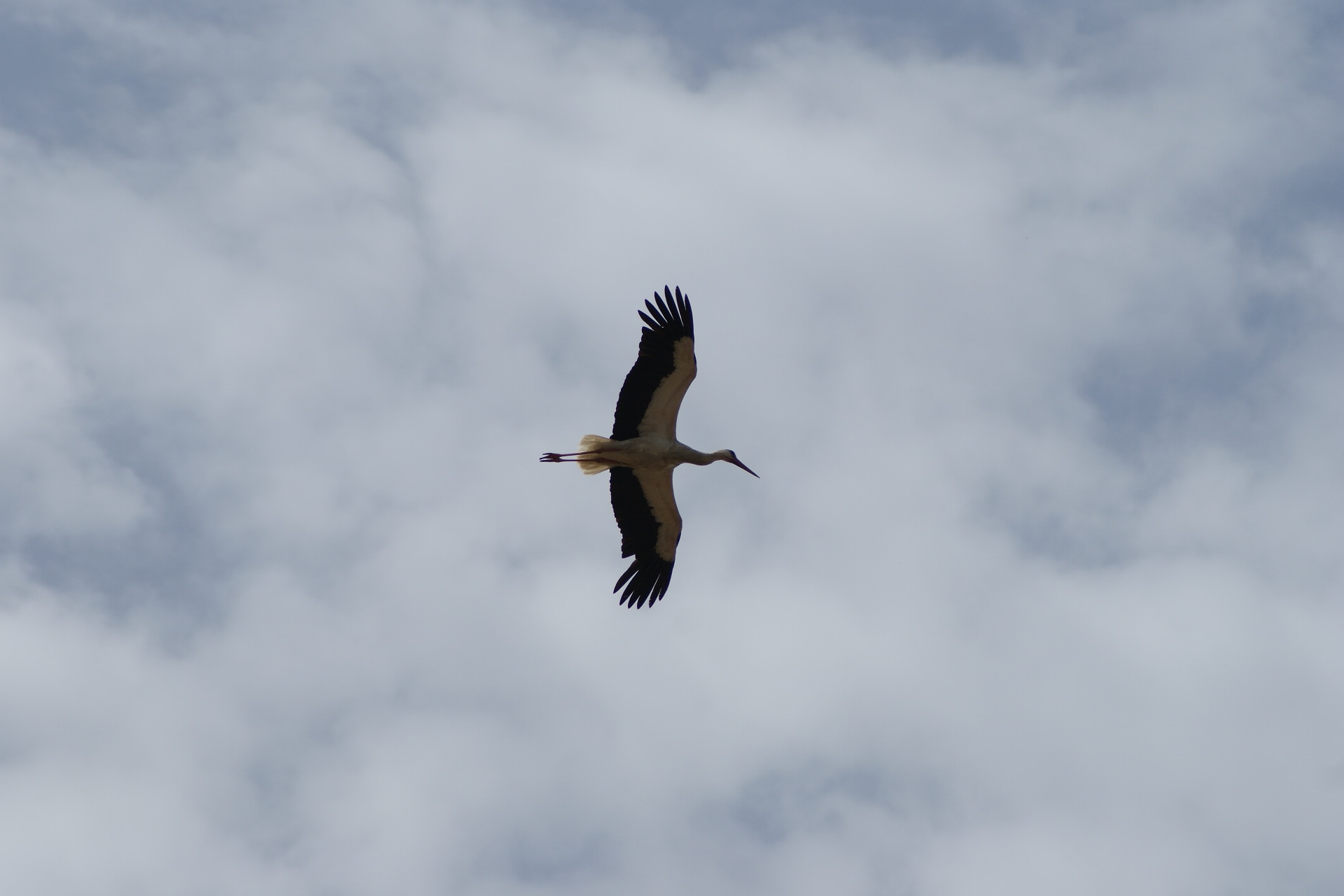 in volo