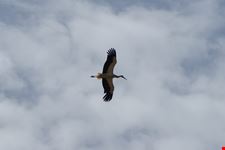 in volo