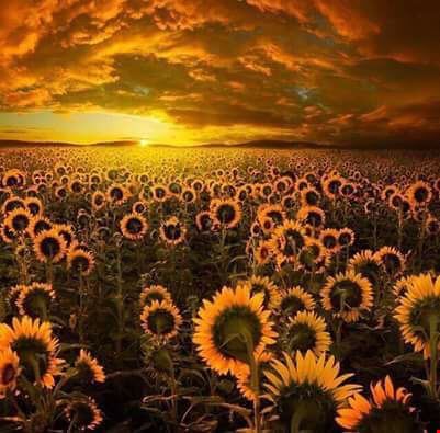 Inno alla vita campo di girasoli all'alba  
