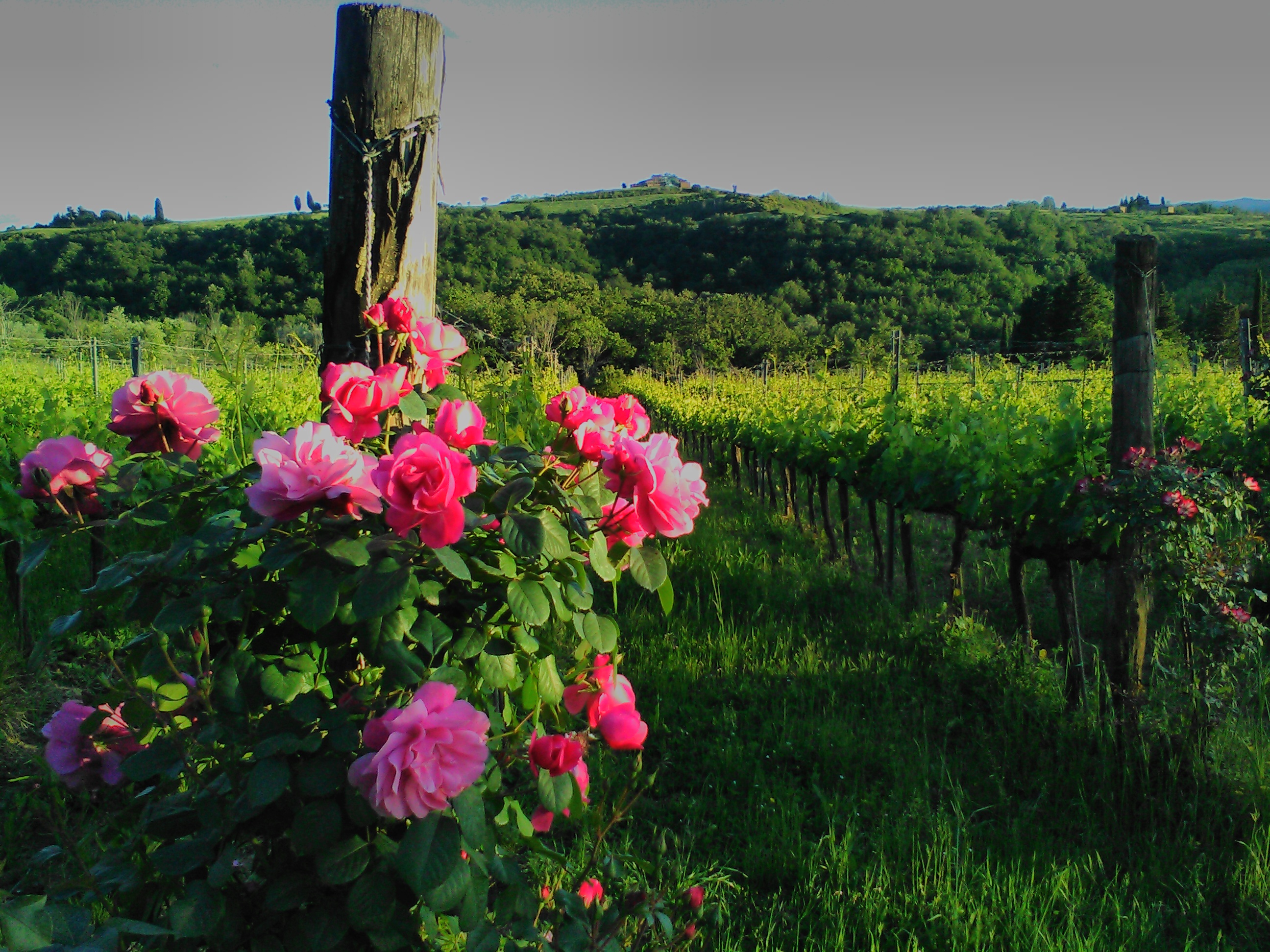 I nostri vigneti