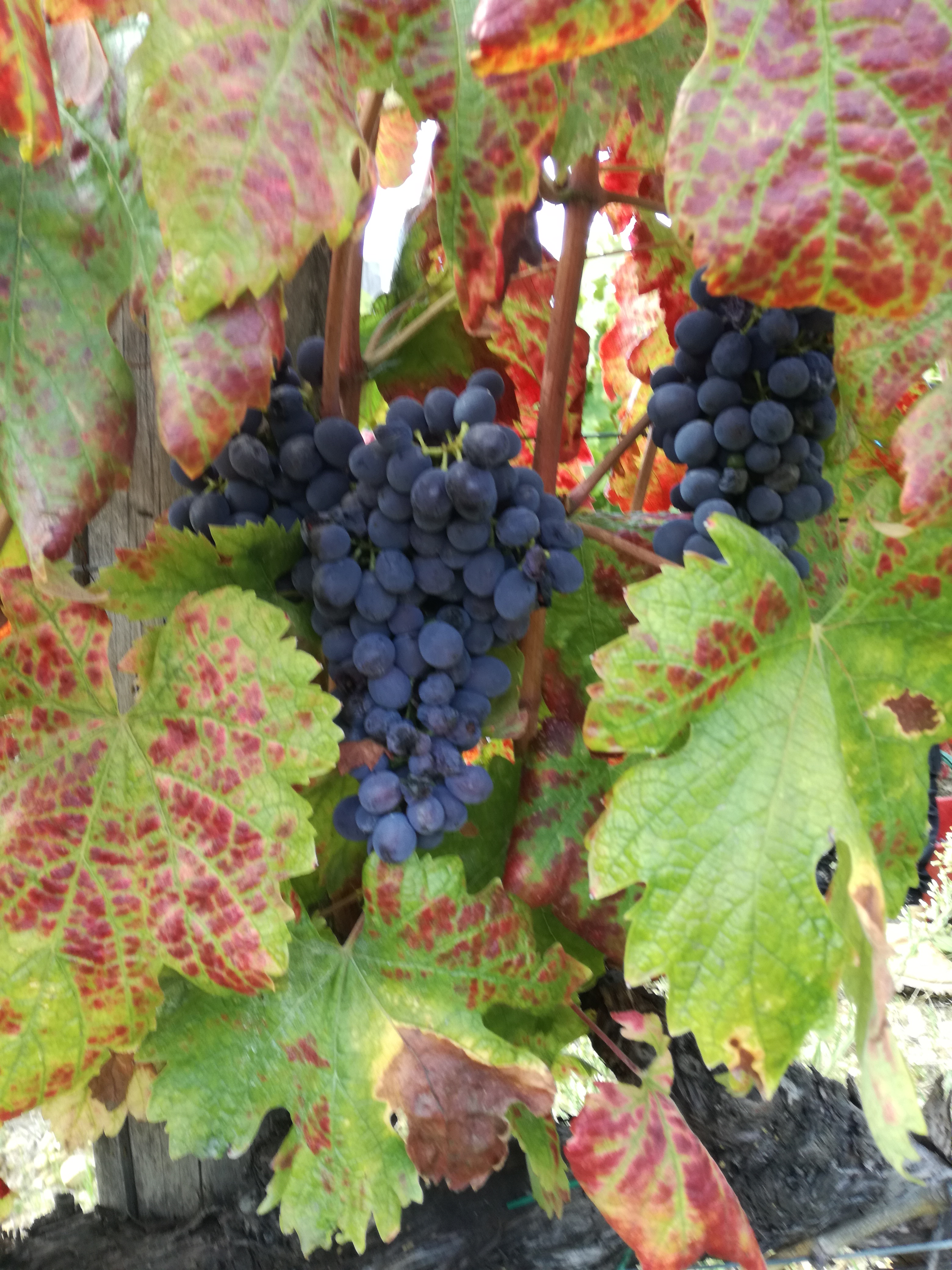 Barberino Val d'Elsa