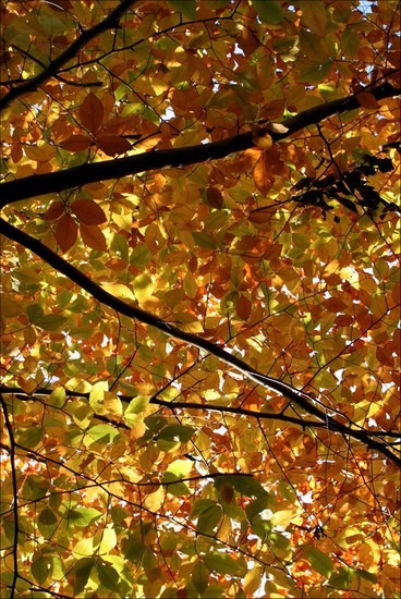foliage