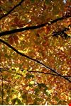 arezzo foliage