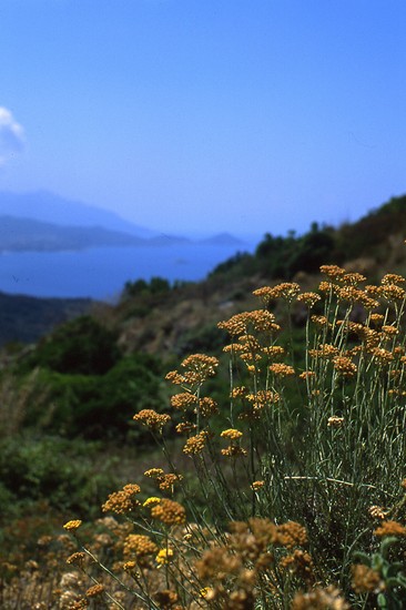 La macchia elbana