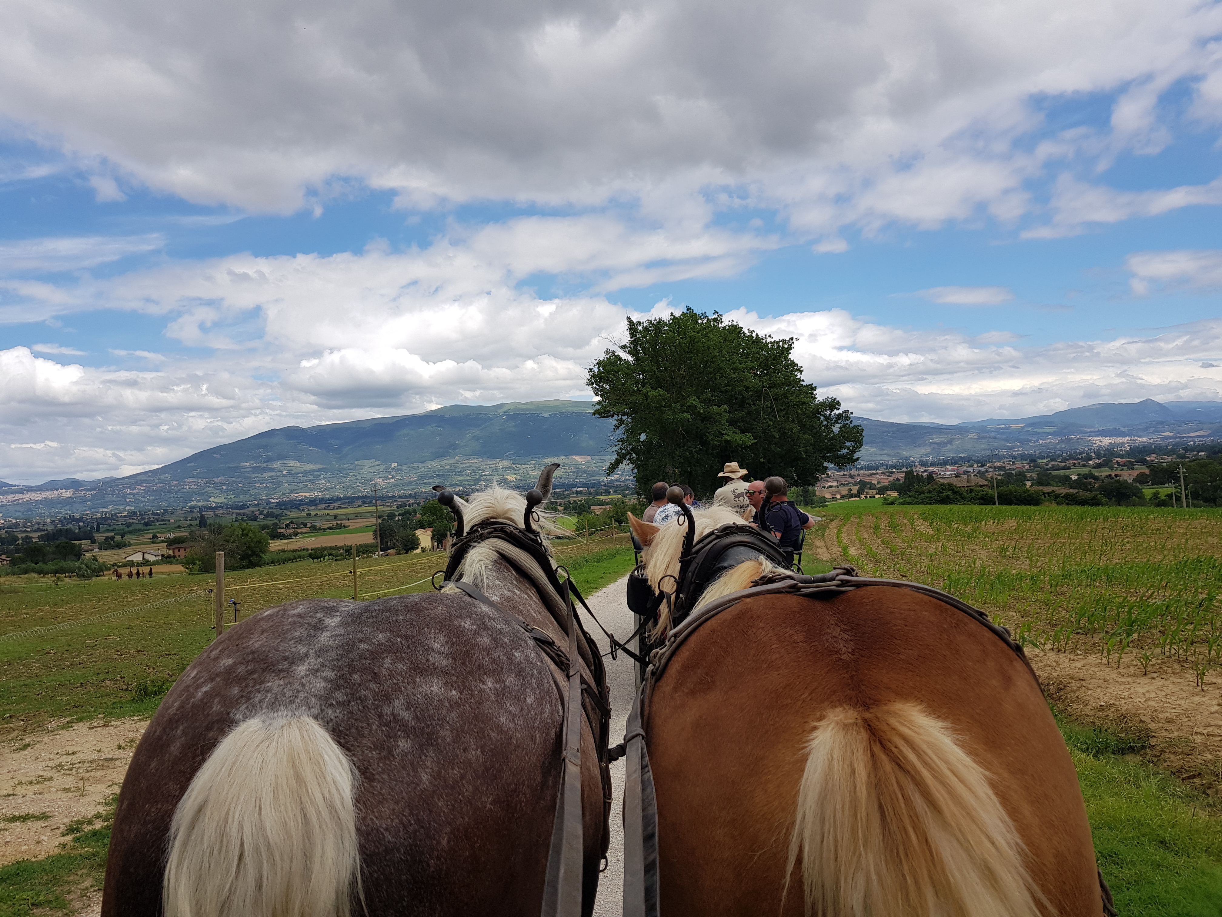 Tour in carrozza
