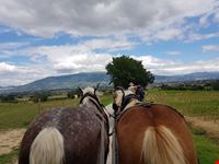 Tour in carrozza