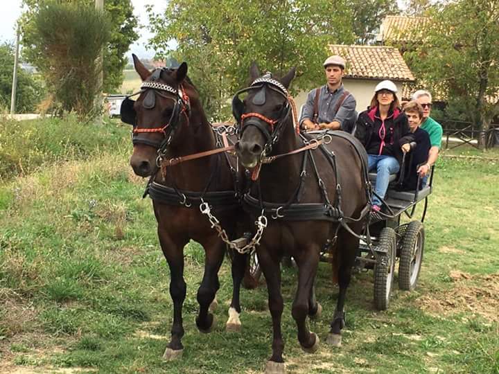 Tour in carrozza