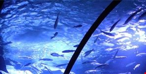 le vasche dell'acquario